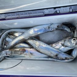 猿島沖、タチウオ