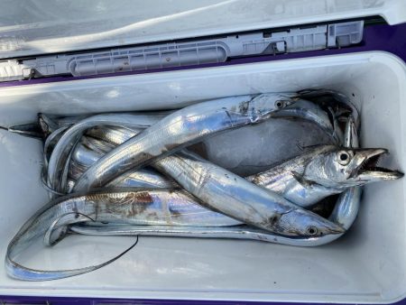 猿島沖、タチウオ