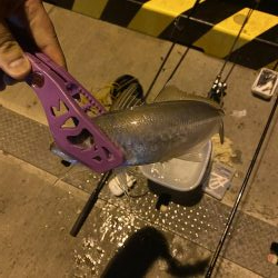 カマスの泳がせ