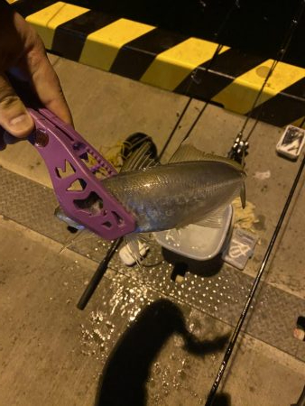 カマスの泳がせ