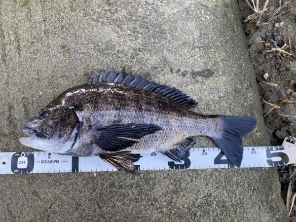 イチノ兄弟、釣果！