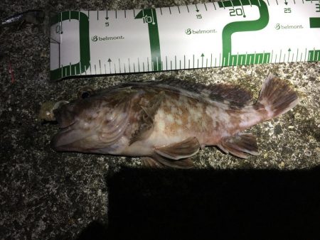 ガシラ良型連発