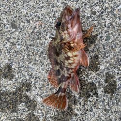 濁りがひどい中…