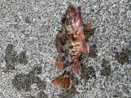 濁りがひどい中…