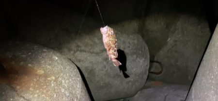 はじめてのカゴ釣り