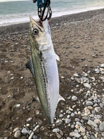 サゴシを狙いに