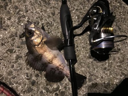 アジングって一体…