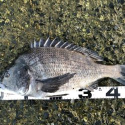 イチノ兄弟、釣果！