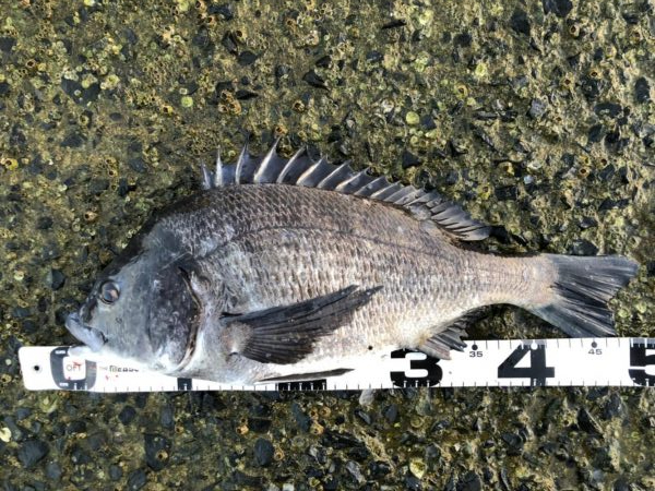 イチノ兄弟、釣果！