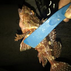 メバリング開幕戦