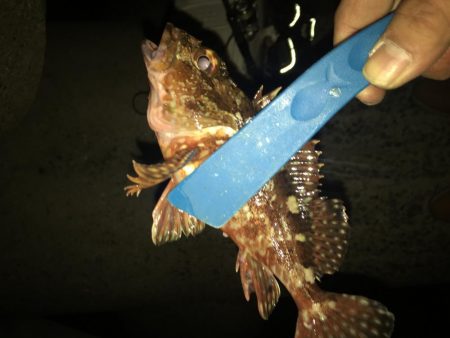 メバリング開幕戦