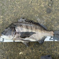 イチノ兄弟、釣果！