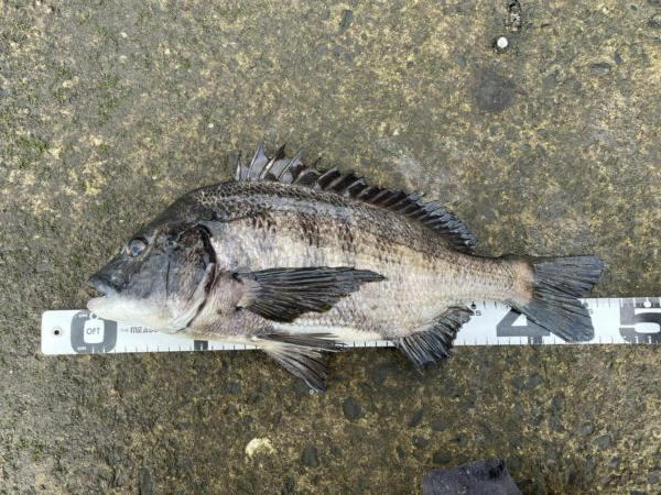 イチノ兄弟、釣果！