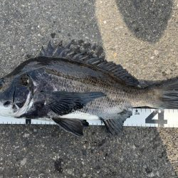 イチノ兄弟、釣果!