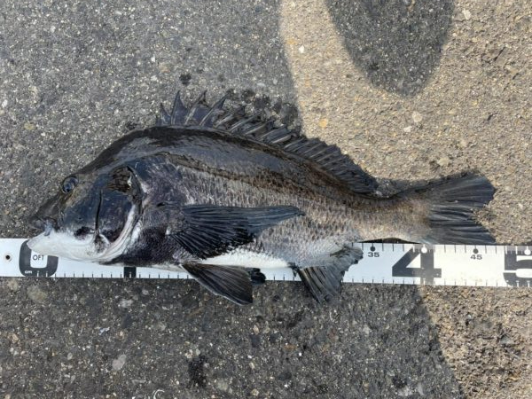 イチノ兄弟、釣果!