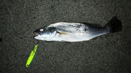 タチウオは何処へ