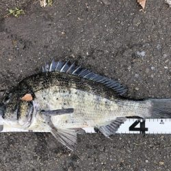 イチノ兄弟、釣果！