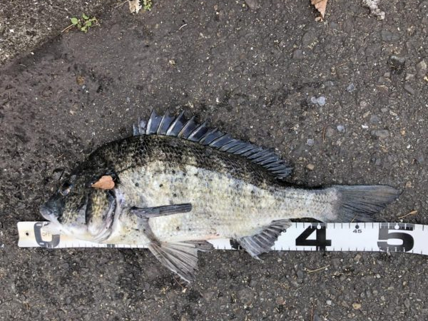 イチノ兄弟、釣果！