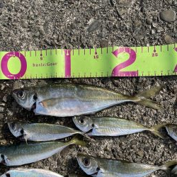 アジングとサビキ釣り