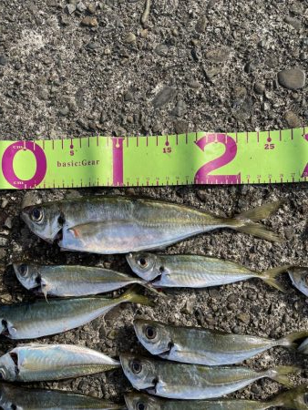 アジングとサビキ釣り