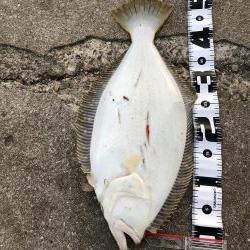 青物、ヒラメ