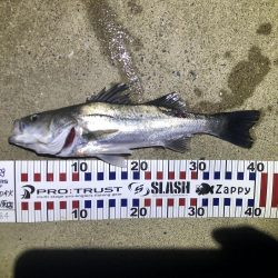 巨大クロアナゴ