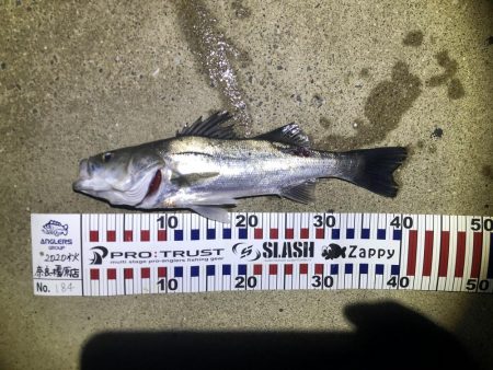 巨大クロアナゴ