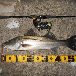 2020年ラスト釣行。