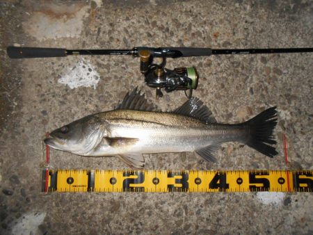 2020年ラスト釣行。