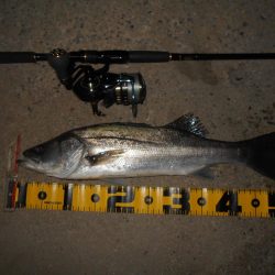 ボトムパターン開幕。