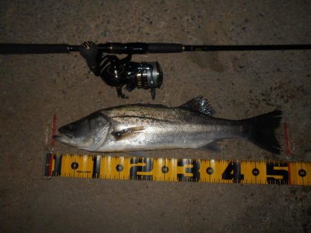 ボトムパターン開幕。