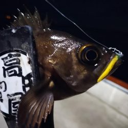 メバル好調！！