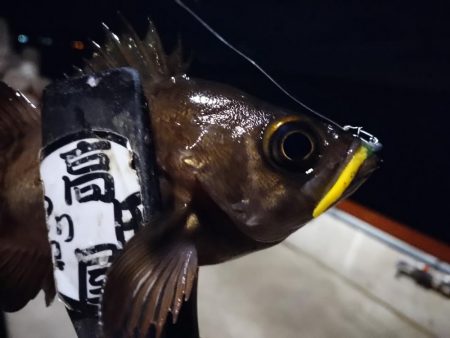 メバル好調！！