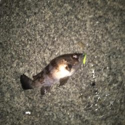 ひさびさメバリング