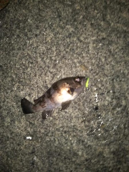 ひさびさメバリング