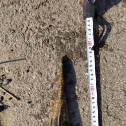 フラットフィッシュゲームNo.7？