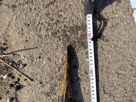 フラットフィッシュゲームNo.7？