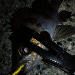 暖かさに我慢出来ず