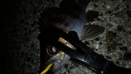 暖かさに我慢出来ず