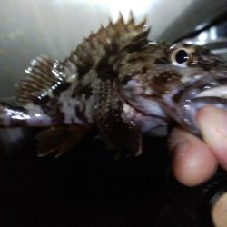 条件悪いのを知りつつ