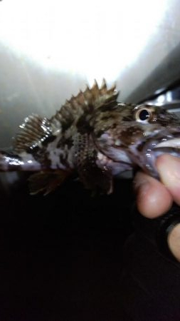 条件悪いのを知りつつ