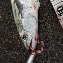 冬の根魚調査７