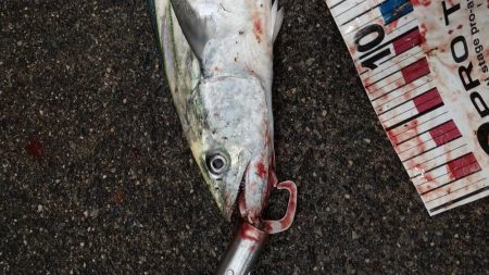 冬の根魚調査７