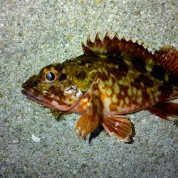 冬の根魚調査９