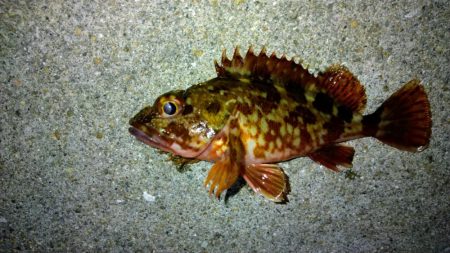 冬の根魚調査９