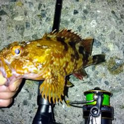 冬の根魚調査１０