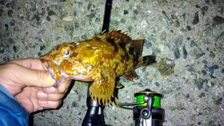 冬の根魚調査１０