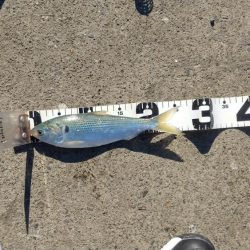 サビキでチーバス