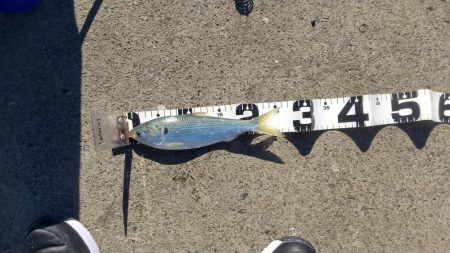 サビキでチーバス