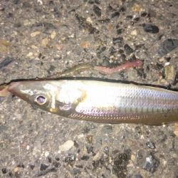 まさかキスが釣れるとは